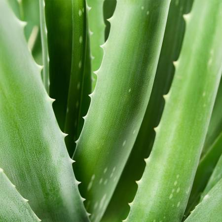 Spray de premiers secours avec de 98% Aloe Vera - 150 ml